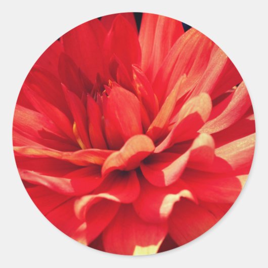 Red Dahlia Flower Ronde Sticker (Voorkant)