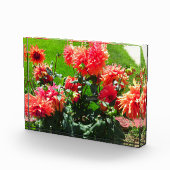 Red Dahlia Flowers Fotoblokken (Rechts)