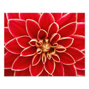 Red Dahlia Foto Afdruk