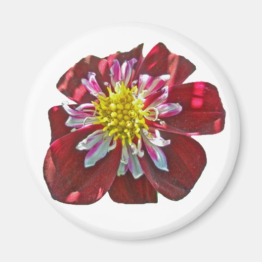 Red Dahlia Magnet (Devant)