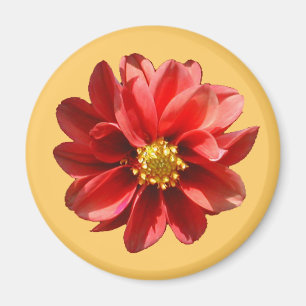 Red Dahlia Magnet Magneet
