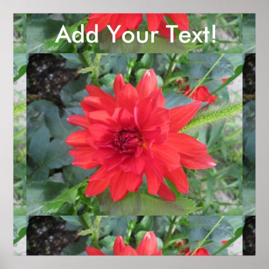 Red Dahlia Plant Poster (Voorkant)