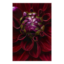 Red Dahlia-Poster