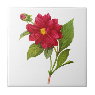 Red Dahlia van Pierre Joseph Redoute Tegeltje