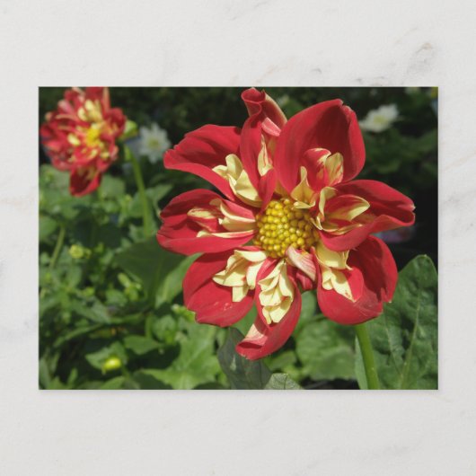 Red Dahlias Briefkaart (Voorkant)