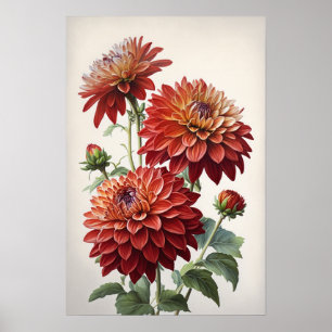 Red Dahlias Flowers Art Print Poster