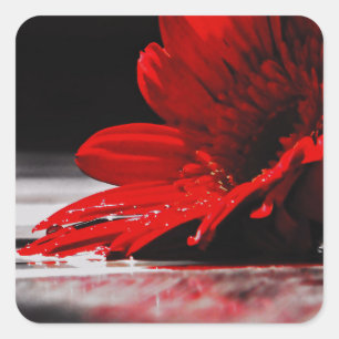 Red Daisy Gerbera Flower Vierkante Sticker
