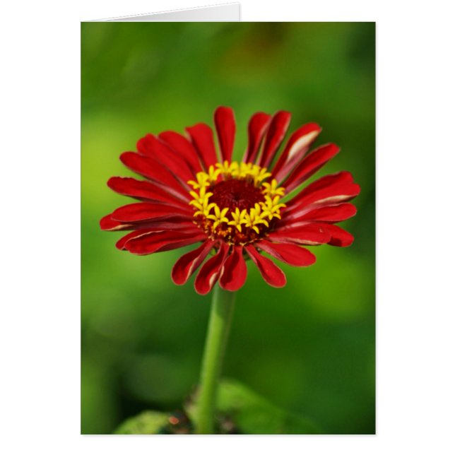 Red Daisy-kaart (Voorkant)