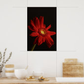 Red Daisy {Macro} Poster (Keuken)