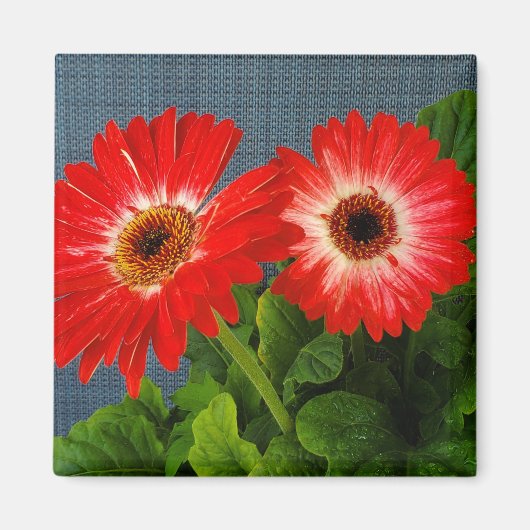 Red Daisy Magneet (Voorkant)