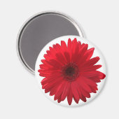 Red Daisy Magnet (Recto/Verso)