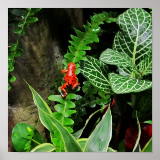 Red Dart Frog Poster (Voorkant)