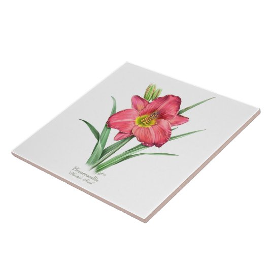 Red Daylily Botanical Art Stijl Tegeltje (Zijkant)