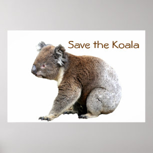 Red de Koala Poster