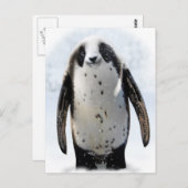 Red de Panguin! Briefkaart (Voorkant / Achterkant)