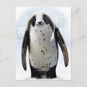 Red de Panguin! Briefkaart