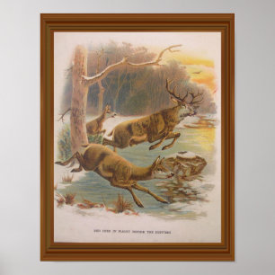 Red Deer  Illustration 19th Century Poster