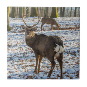 Red Deer in sneeuw Tegeltje