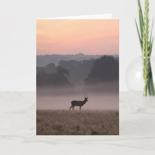 Red Deer Stag at Dawn - Carte de voeux (Devant)