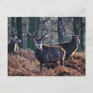 Red Deer Stag-portret in de herfst van de Herfst Briefkaart