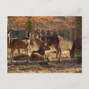 Red Deers in het najaar van het hout Briefkaart