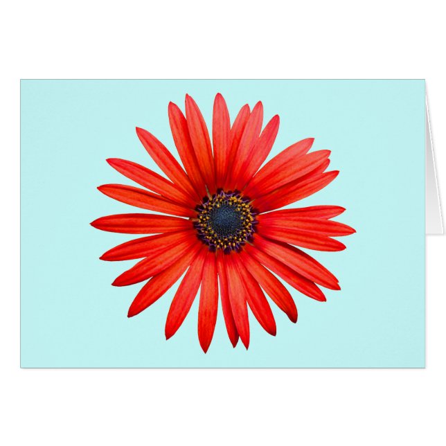 Red Devil (Devant horizontal)