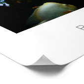 Red Devil Cichlids Poster (Hoek)