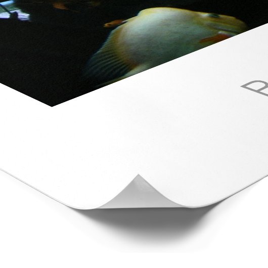 Red Devil Cichlids Poster (Hoek)