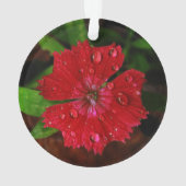 Red Dianthus Avec Raindrops (dos)
