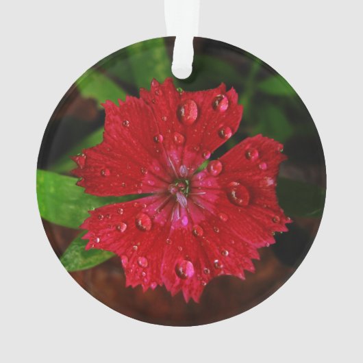 Red Dianthus Avec Raindrops (dos)