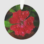 Red Dianthus Avec Raindrops (devant)