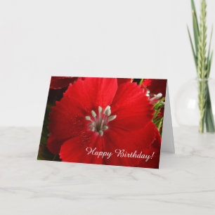 Red Dianthus Happy Birthday Wenskaart Kaart