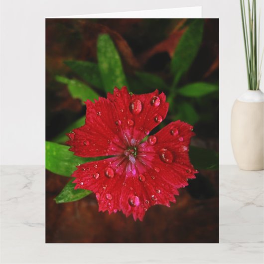 Red Dianthus met Raindrops Big Hartelijk dank Bedankkaart (Voorkant)