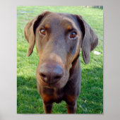 Red doberman poster (Voorkant)