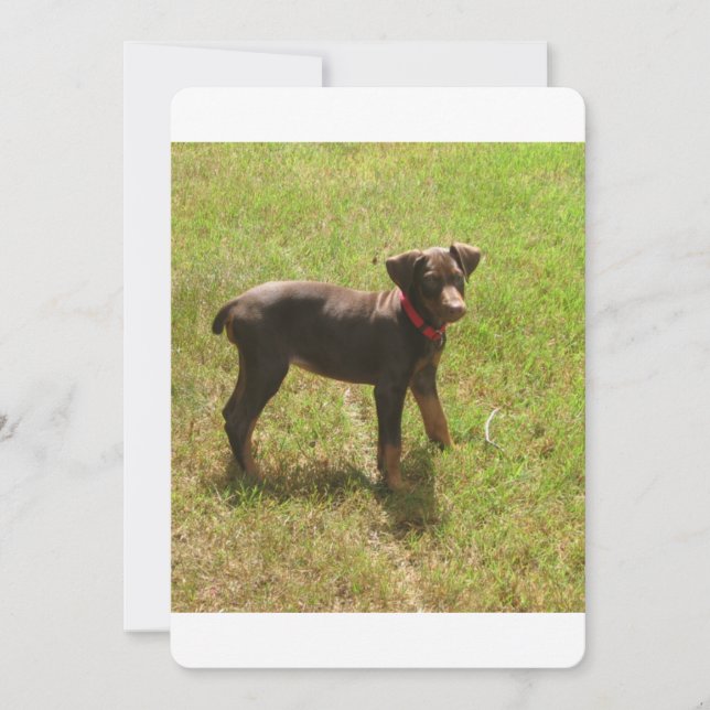 Red_doberman_puppy.png (Voorkant)