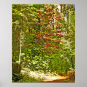 Red Dogwood Poster (Voorkant)