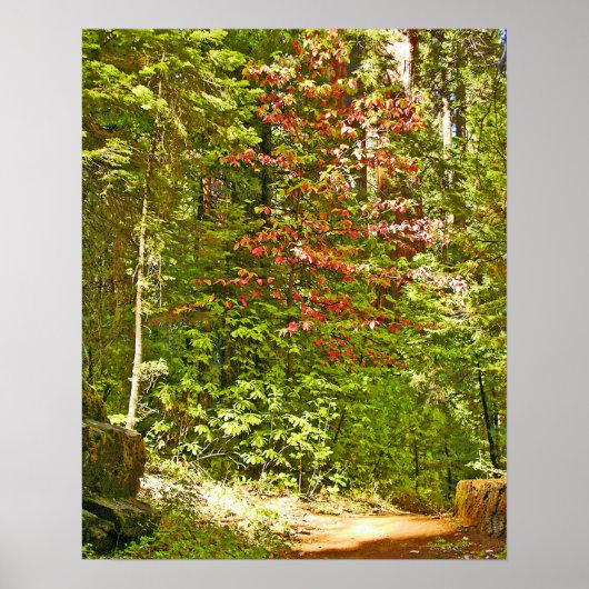Red Dogwood Poster (Voorkant)