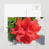 Red Double Hibiscus Flower Briefkaart (Voorkant / Achterkant)