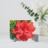 Red Double Hibiscus Flower Briefkaart (Staand voorkant)