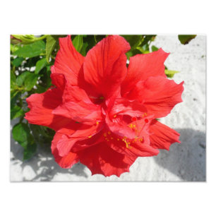 Red Double Hibiscus Flower Foto Afdruk