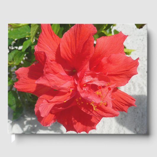 Red Double Hibiscus Flower Gastenboek (Voorkant)
