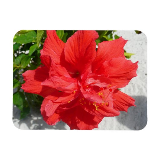 Red Double Hibiscus Flower Magneet (Horizontaal)