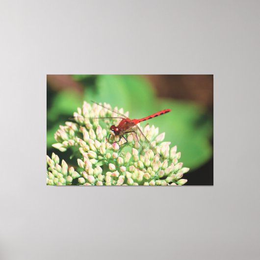 Red Dragonfly Floral Canvas Afdruk (Voorkant)