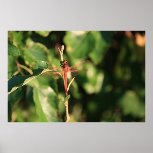 Red Dragonfly Poster (Voorkant)