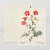 Red Dwarf Avens  Botanische illustratie Briefkaart (Voorkant / Achterkant)