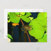 Red Eared Slider Briefkaart (Voorkant / Achterkant)