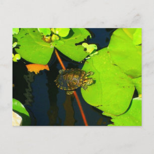Red Eared Slider Briefkaart