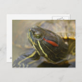 Red Eared Slider Turtle Briefkaart (Voorkant / Achterkant)