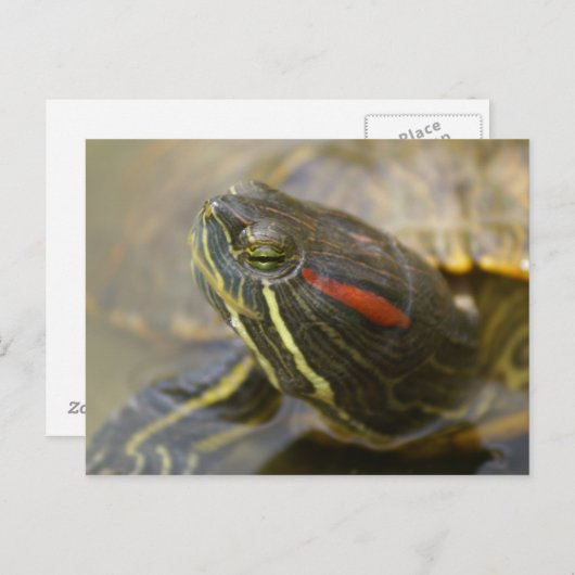 Red Eared Slider Turtle Briefkaart (Voorkant / Achterkant)