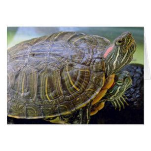 Red Eared Sliders alle gelegenheden wenskaart